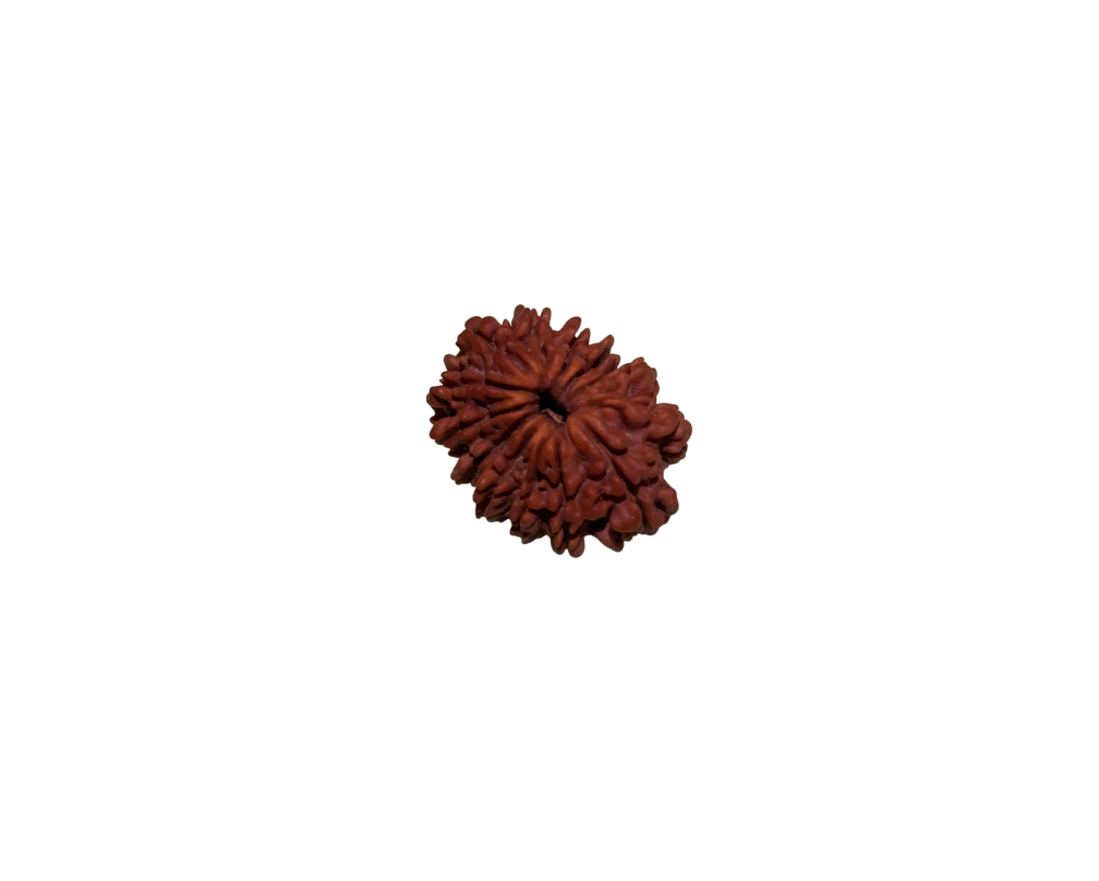 Rudrakshya 13 Mukhi
